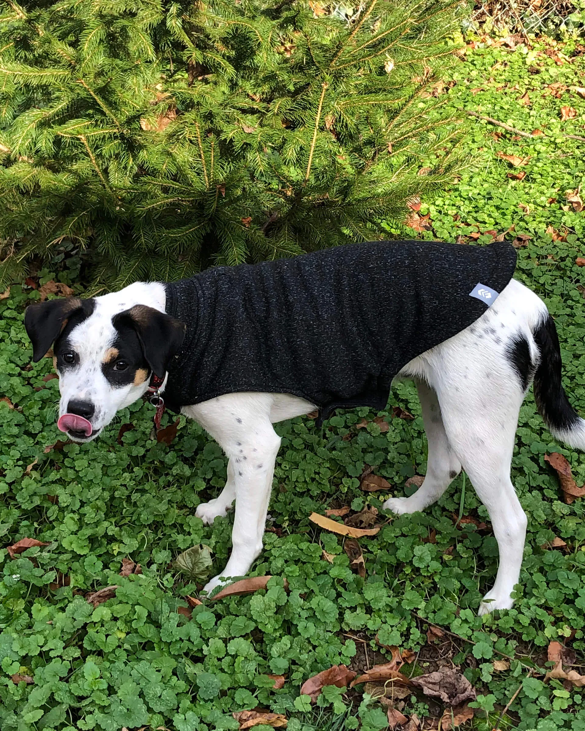 Dog Mountain Fleece Jacket