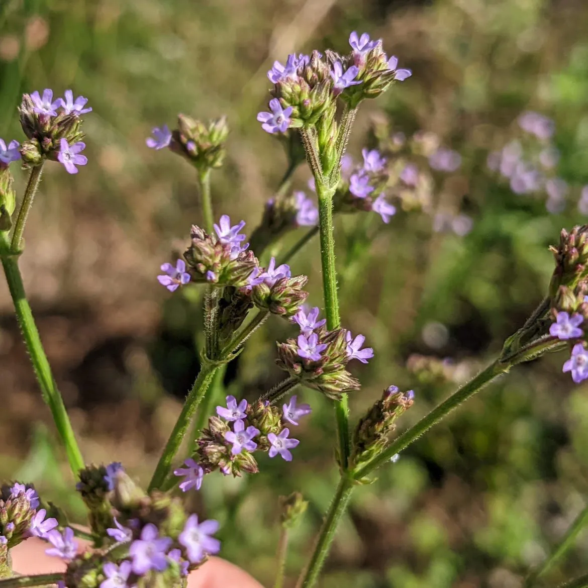 VERVAIN - EYESHADOW